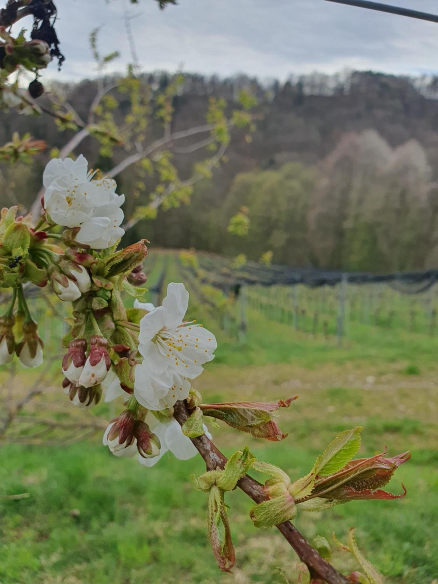 Weingut Pugl Leibnitz Exterior foto